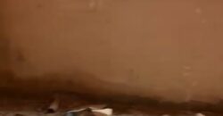 شقة روف 240 في المنطقة الثامنة في الشروق شقة روف 240 في المنطقة الثامنة في الشروق