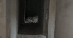 شقة 220م للبيع في الحي الثالث شرق في الشروق شقة 220م للبيع في الحي الثالث شرق في الشروق