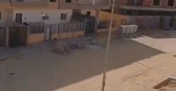 شقة للبيع في الحي الثالث غرب 155م تشطيب سوبر لوكس